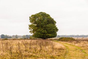 Majesteuze boom op de Plantage Willem III