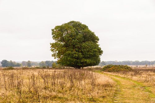 Majesteuze boom op de Plantage Willem III