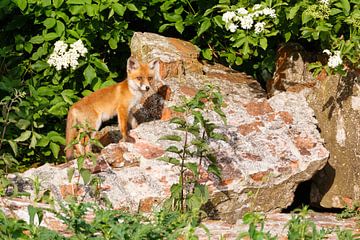 Red fox cub on a wall