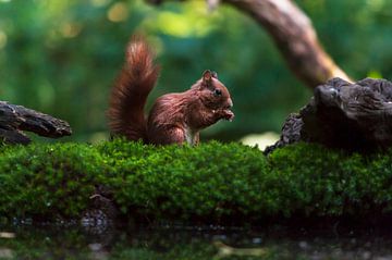 Squirrel on the moss