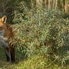 Fox by Tom Smit