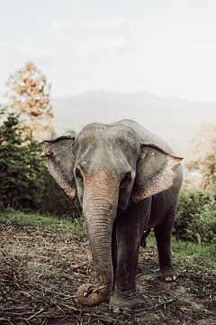 Een Betoverende Ontmoeting: Olifant in het Thaise Paradijs van Sharon Kastelijns