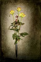 Yellow roses