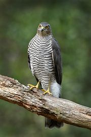 Sparrowhawk sitting on branch in forest by Fred de Krom