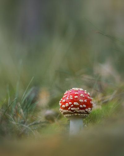 Agaric moucheté