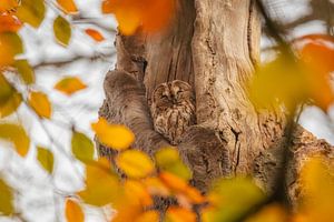 Chouette hulotte dans un hêtre dans la lumière d'automne