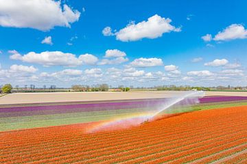 Tulipes dans un champ arrosé par un arroseur sur Sjoerd van der Wal Photographie