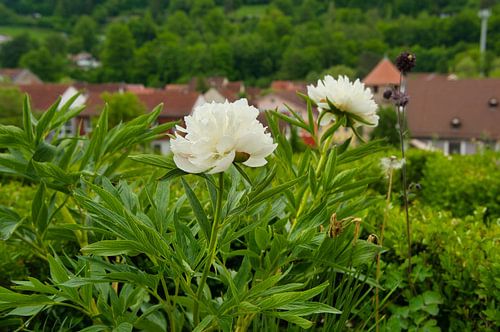Witte rozen bij het kasteel in Schmalkalden