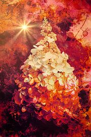 Feu de fleurs sur Helga Blanke