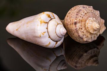Shells with reflection by 2BHAPPY4EVER photography & art