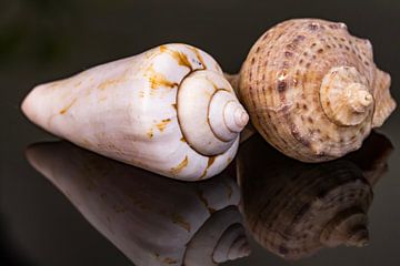 Schelpen met weerspiegeling