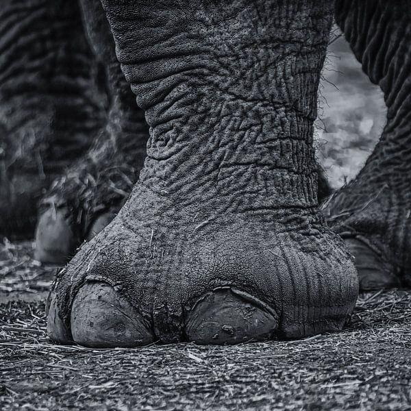 pied d'éléphant par Joey Van Hengel