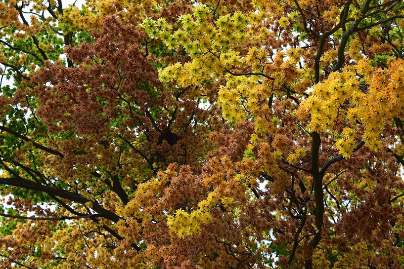 Fleur dans un arbre coloré, jaune orange vert, au soleil par Studio LE-gals