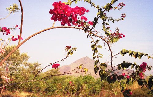 Rode rododhendron met in de achtergrond de heilige berg Arunachala in Tamil Nadu India