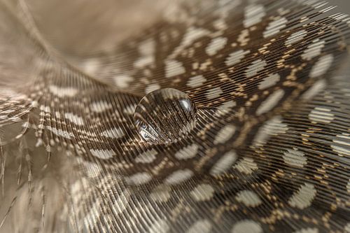 Een waterdruppel vergroot een stukje van een parelhoen veertje