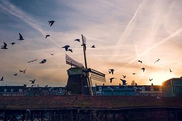 Molen