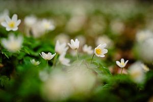 Blühende Buschwindröschen im Frühling