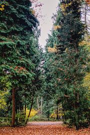 View through the pine trees by Anne Raafs