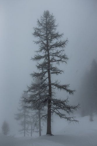 Larix in een sneeuwlandschap in de dichte mist