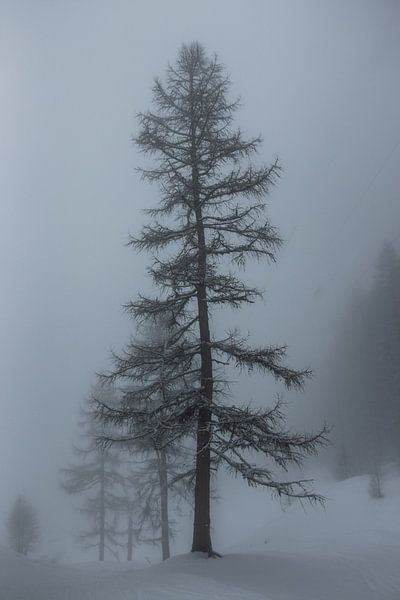 Larix in een sneeuwlandschap in de dichte mist van Arthur Puls Photography