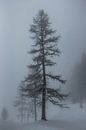 Larix in einer Schneelandschaft mit Nebel von Arthur Puls Photography Miniaturansicht