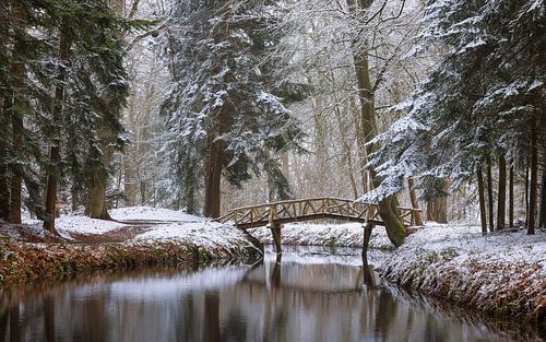 Het slochterbos in wintersfeer in de provincie Groningen