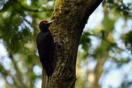 Black Woodpecker ( Dryocopus martius , perched at a tree trunk in the woods, wildlife, Europe.
