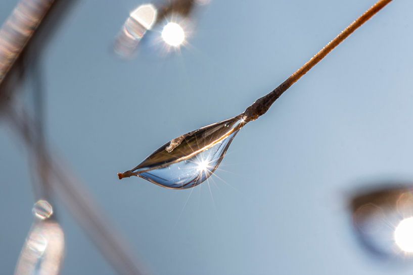 Une goutte de rosée accrochée à une branche par Thomas Heitz