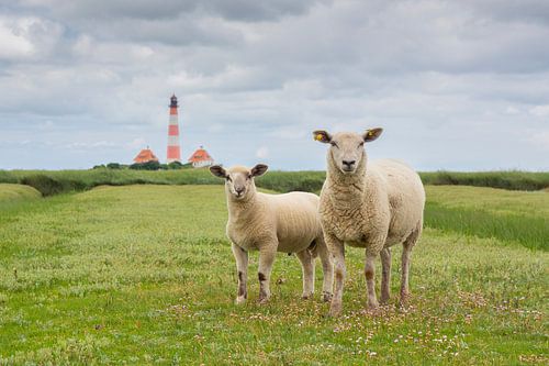 Mouton domestique avec agneau