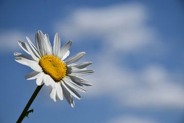 A daisy under a blue sky by Claude Laprise