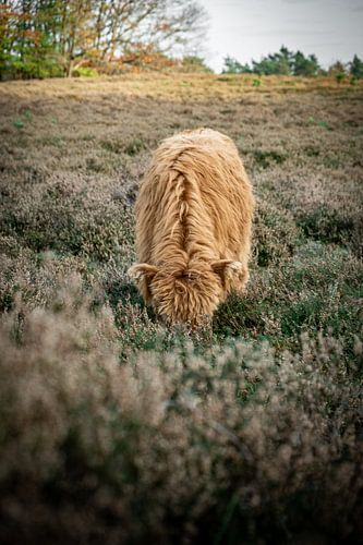 Schotse Hooglander