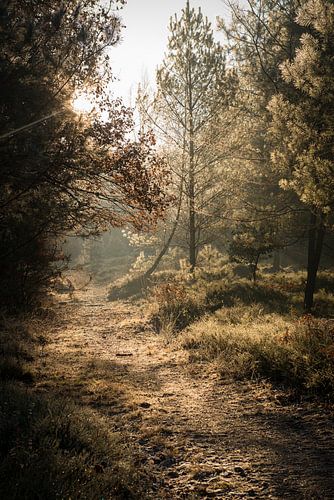 Sun through the trees