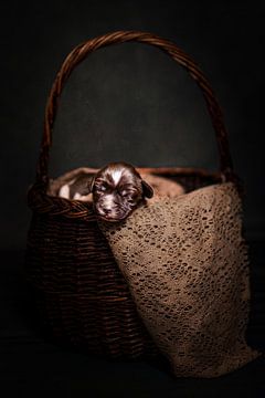 Chiot nouveau-né dans un panier sur Ellen Van Loon