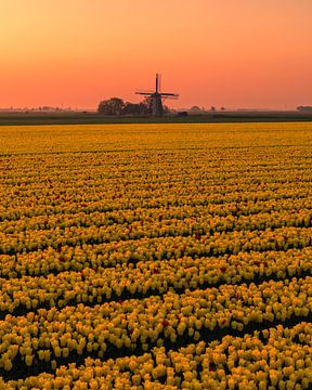 Cornwerder Mill at Sunrise - Yellow Tulips and Dutch Silence, Cornwerd by Ewold Kooistra