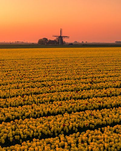 Cornwerdermolen bij Zonsopkomst – Gele Tulpen en Hollandse Stilte, Cornwerd