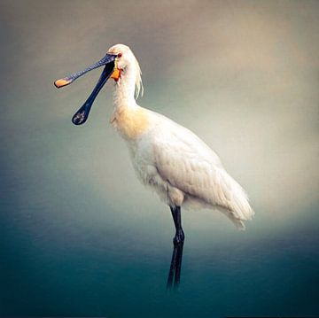 Happy Spoonbill. Lepelaar. van Edwin Alexander