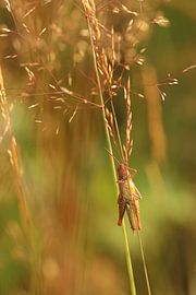 Grasshopper on a grass stem.1
