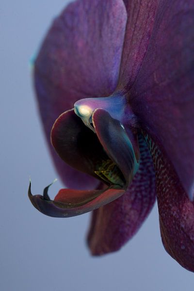 closeup and side view of a purple orchid against a blue background by W J Kok