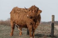 Schotse Hooglander in de wind van Ans Bastiaanssen thumbnail