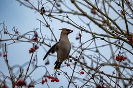 The Eurasian jay eats berries - Lingezegen Park by Denise Hendrikx