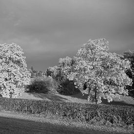 Le silence dans la lumière. sur Jose Lok