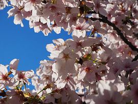 Blüte gegen blauen Himmel von Elize Kok