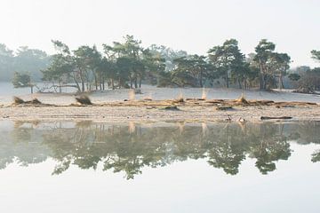 Reflection - Loonse and Drunense Dunes