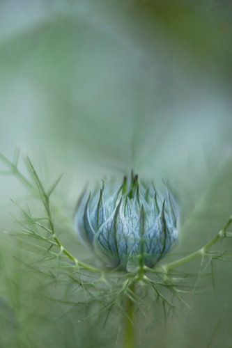 Love in a mist