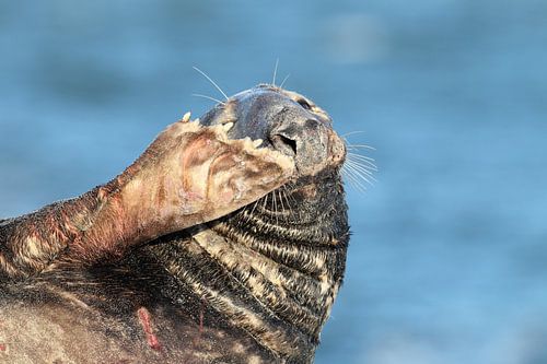 Grijze zeehond (Halichoerus grypus) Stier, Helgoland Duitsland