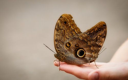 Een kinderhand is snel gevuld
