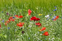 Red poppies / Red poppies