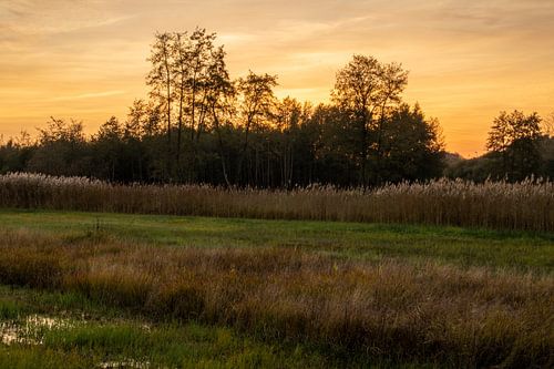 Coucher de soleil derrière les arbres presque en bas