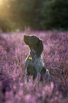 Zomerse Betovering - Puppy in Paarse Pracht van Femke Ketelaar