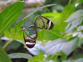 Greta Oto Couples - Tropische vlinders (  Collectie 2018 ) by Jan van Bruggen